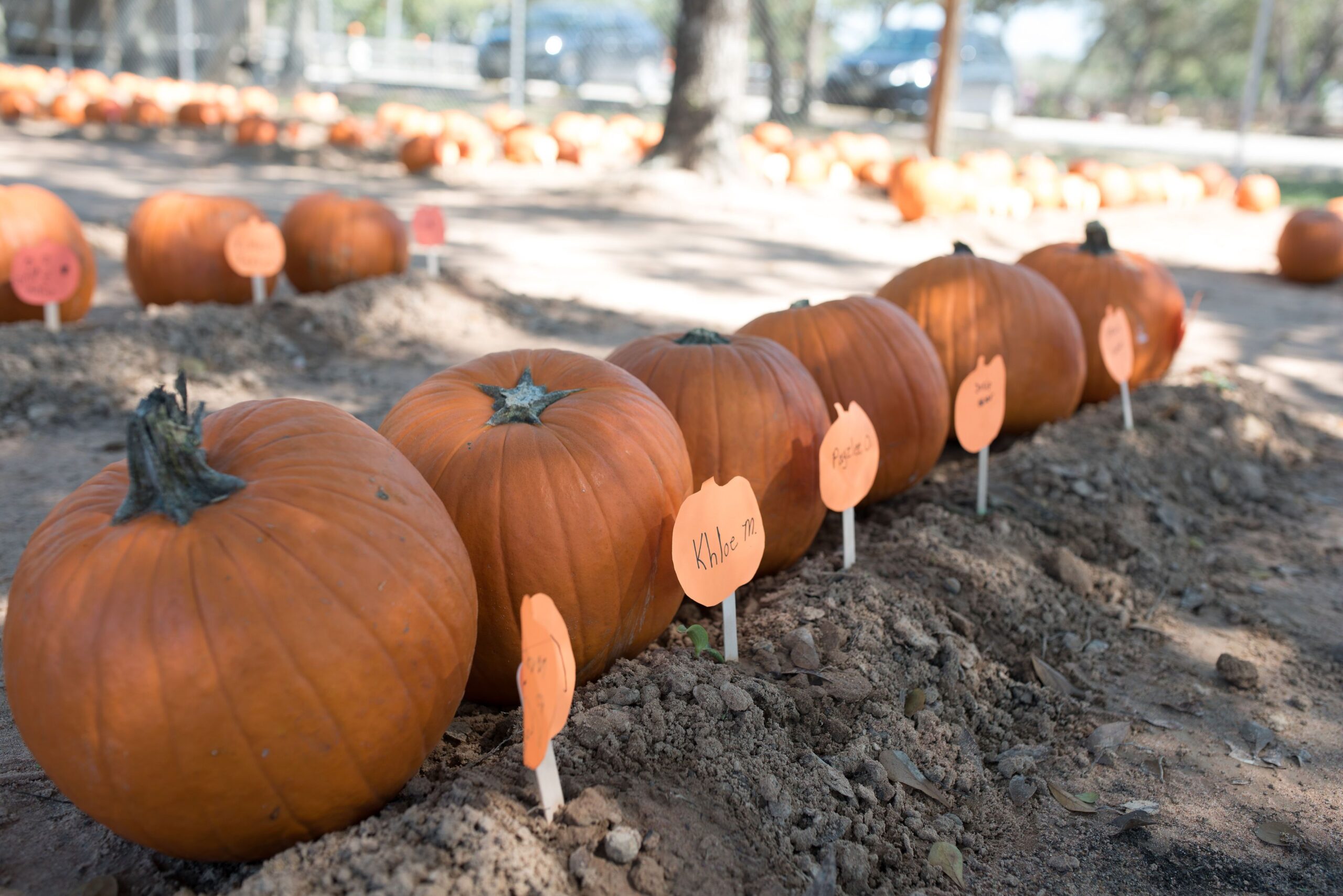 ea-OtLA3 Pumpkins in a pumpkin patch with names on them.